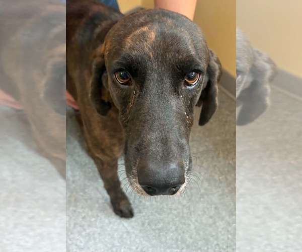 Medium Photo #1 Plott Hound Puppy For Sale in Low Moor, VA, USA