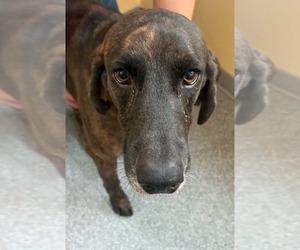 Plott Hound Dogs for adoption in Low Moor, VA, USA
