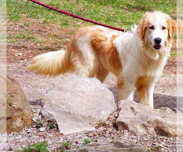 Medium Photo #4 Great Pyrenees-Unknown Mix Puppy For Sale in Croydon, NH, USA