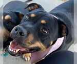 Small #1 American Pit Bull Terrier Mix
