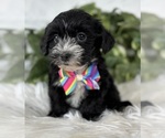 Small #12 Morkie