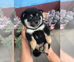 Small Photo #2 Shiba Inu Puppy For Sale in PASADENA, CA, USA