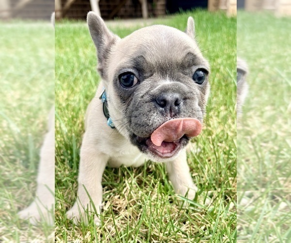 Medium Photo #13 French Bulldog Puppy For Sale in CANYON, TX, USA