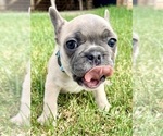 Small #4 French Bulldog