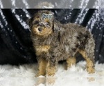 Small #2 Poodle (Miniature)