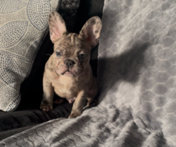 Medium Photo #3 French Bulldog Puppy For Sale in ANTIOCH, CA, USA
