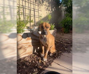 Mutt Dogs for adoption in Chandler, AZ, USA