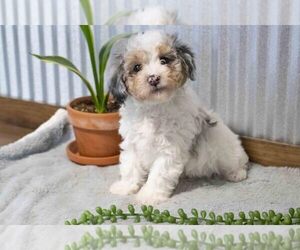 Medium Poodle (Miniature)