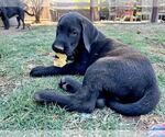 Small #2 Labrador Retriever Mix