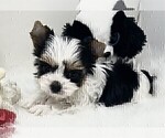 Small #18 Yorkshire Terrier