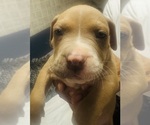 Small #14 American Bully