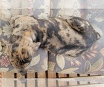 Small Photo #7 Catahoula Bulldog Puppy For Sale in MIAMI BEACH, FL, USA