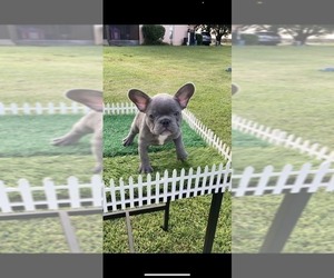 French Bulldog Puppy for sale in LAKELAND, FL, USA