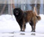Small Photo #15 Estrela Mountain Dog Puppy For Sale in Cherryville, British Columbia, Canada