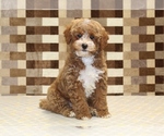 Small #3 Poodle (Miniature)
