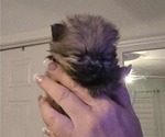 Small #2 Pomeranian