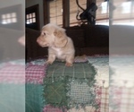 Small Photo #11 Dachshund Puppy For Sale in HAMILTON, MO, USA