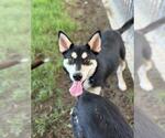 Small #1 Siberian Husky Mix