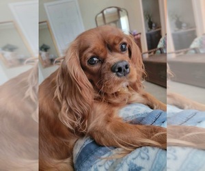 Mother of the Cavalier King Charles Spaniel puppies born on 07/27/2025