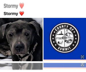 American Pit Bull Terrier Dogs for adoption in Akron, OH, USA