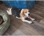 Small Photo #4 Beagle Puppy For Sale in Las Vegas, NV, USA