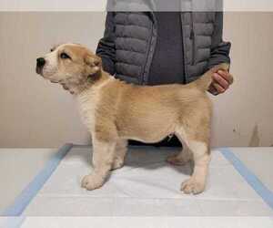 Central Asian Shepherd Dog Puppy for sale in Winnipeg, Manitoba, Canada