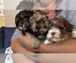 Puppy Bark Havanese