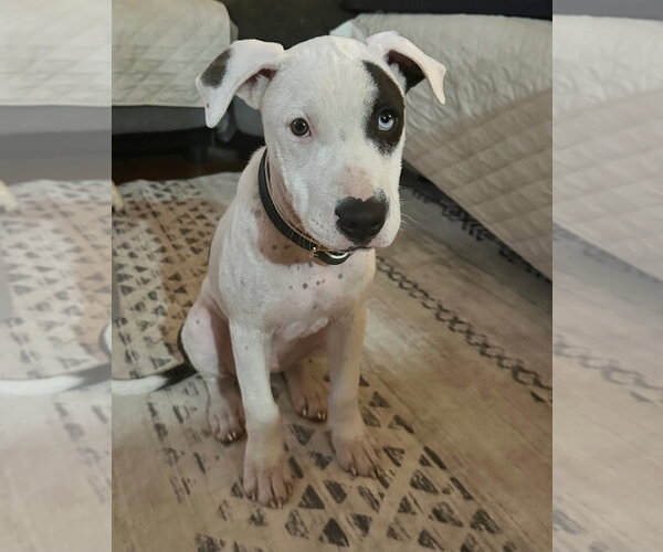 Medium Photo #3 American Pit Bull Terrier-American Staffordshire Terrier Mix Puppy For Sale in Chester, VA, USA