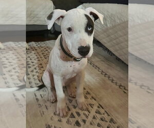Oscar - Male American Pit Bull Terrier-American Staffordshire Terrier Mix Dog for Adoption - Photo #3