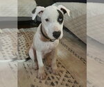 Small #2 American Pit Bull Terrier-American Staffordshire Terrier Mix