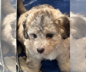 Aussiedoodle Miniature Puppy for sale in SCOTTSDALE, AZ, USA