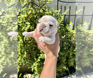 French Bulldog Puppy for sale in FONTANA, CA, USA