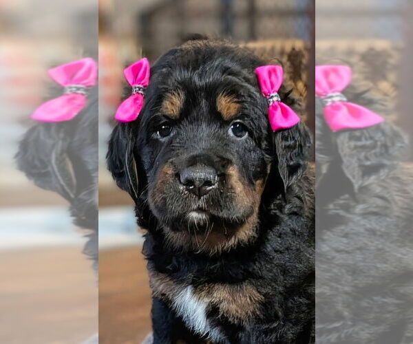 Medium Photo #1 Mountain Mastiff Puppy For Sale in MANCHESTER, CT, USA