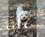 Small #1 Maltese