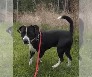 Labrador Retriever-Unknown Mix Dogs for adoption in Waterford, VA, USA