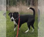 Small Labrador Retriever Mix