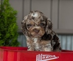Small #10 Cockapoo (Miniature)