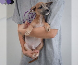 Reed - Male Italian Greyhound-Shih Tzu Mix Dog for Adoption - Photo #3