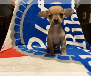 Chihuahua Puppy for sale in SAN YSIDRO, CA, USA