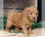 Small #10 Cavapoo