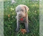 Small Photo #5 Labrador Retriever Puppy For Sale in DIETERICH, IL, USA
