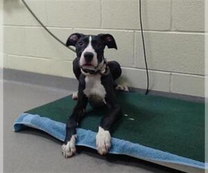 Great Dane Dogs for adoption in Denver, CO, USA