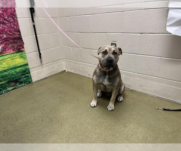 Medium Photo #1 American Pit Bull Terrier Puppy For Sale in Moreno Valley, CA, USA