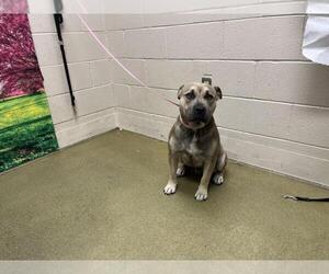 American Pit Bull Terrier Dogs for adoption in Moreno Valley, CA, USA