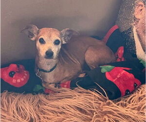 Chihuahua-Unknown Mix Dogs for adoption in San Diego, CA, USA