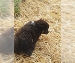 Small Photo #4 Australian Shepherd Puppy For Sale in LEWISBURG, TN, USA