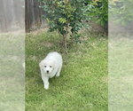 Small #1 Great Pyrenees