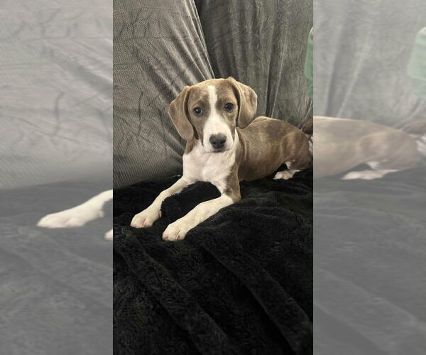 Medium Photo #1 Boxador Puppy For Sale in Aurora, IN, USA