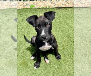 Linus - Male Bullboxer Pit Dog for Adoption - Photo #3