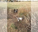 Small Photo #9 German Shorthaired Pointer Puppy For Sale in CRETE, NE, USA